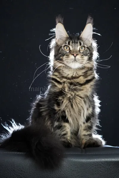 Maine Coon kitten