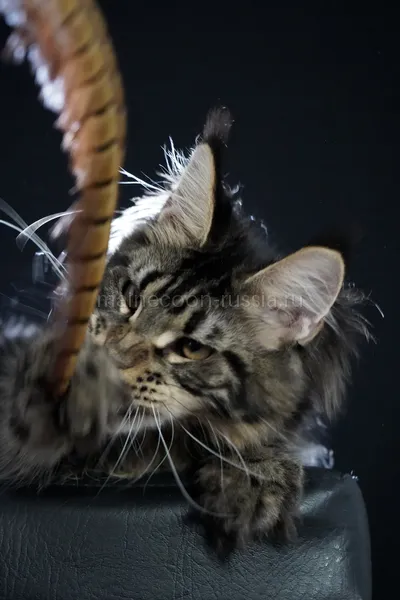 Maine Coon kitten