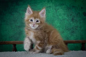 Котенок мейн-кун