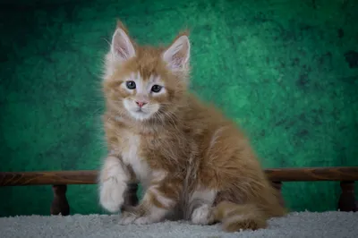 Котенок мейн-кун