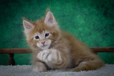 Котенок мейн-кун