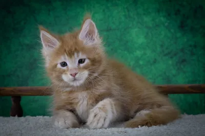 Котенок мейн-кун