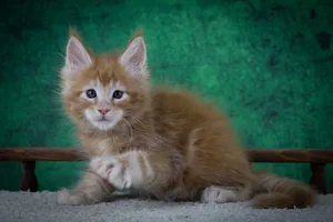 Котенок мейн-кун