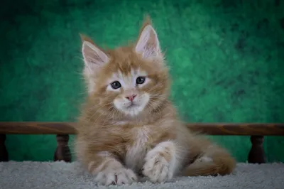 Котенок мейн-кун