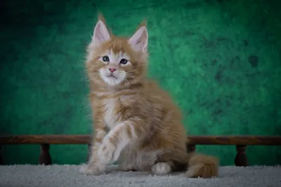 Котенок мейн-кун
