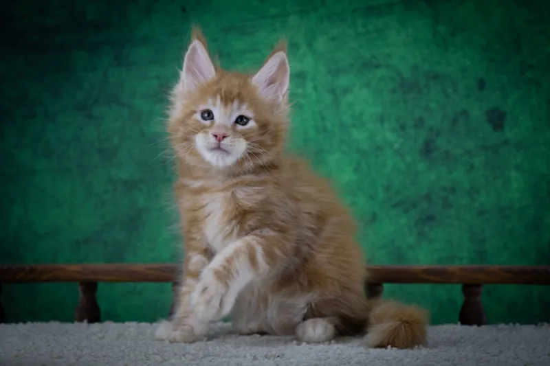 Maine Coon kitten Red Classic Tabby MCO d 22 Boy