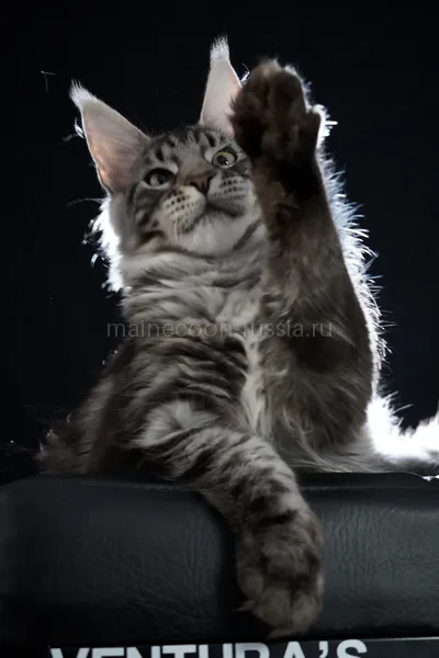 Maine Coon kitten