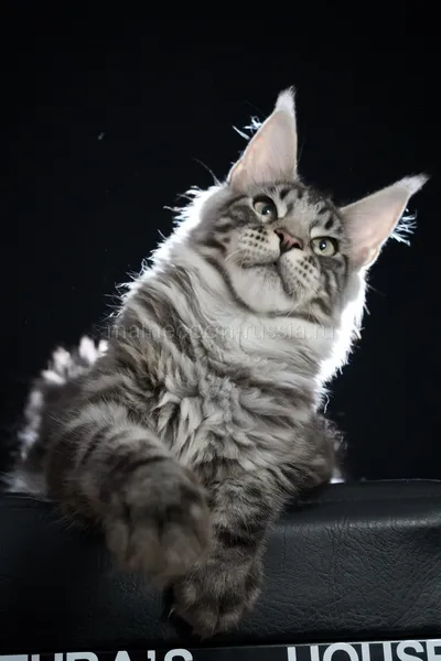 Maine Coon kitten