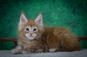 Котенок мейн-кун