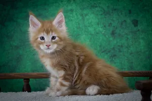 Котенок мейн-кун