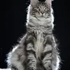 Alduin - photo 5
