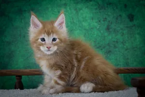 Котенок мейн-кун