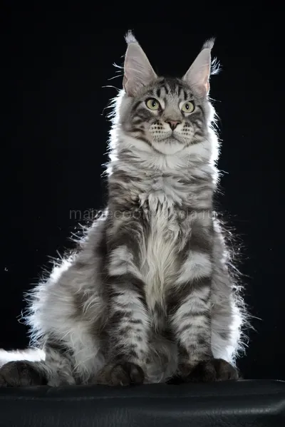 Maine Coon kitten