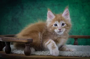 Котенок мейн-кун