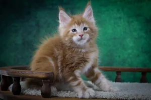 Котенок мейн-кун