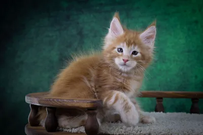 Котенок мейн-кун