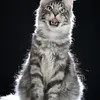 Alduin - photo 4