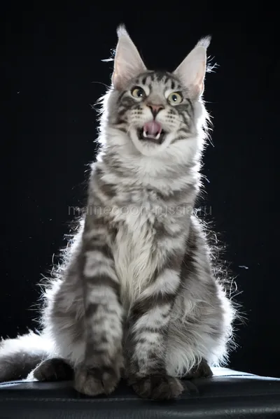 Maine Coon kitten