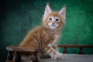 Котенок мейн-кун