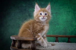 Котенок мейн-кун