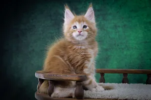 Котенок мейн-кун