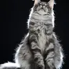 Alduin - photo 6