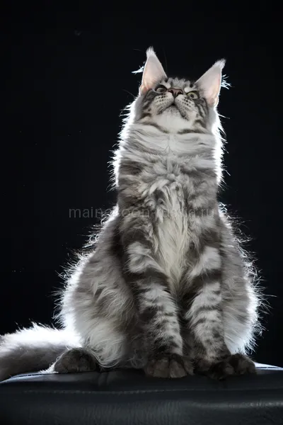 Maine Coon kitten