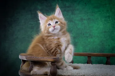 Котенок мейн-кун