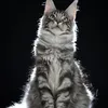 Alduin - photo 7