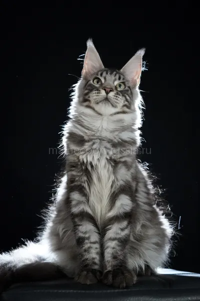 Maine Coon kitten