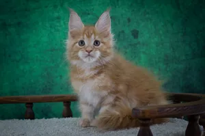 Котенок мейн-кун