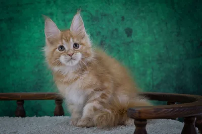 Котенок мейн-кун