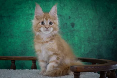 Котенок мейн-кун