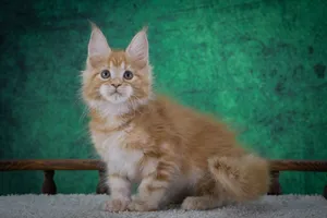 Котенок мейн-кун