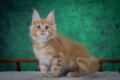 Котенок мейн-кун