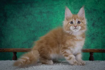 Котенок мейн-кун