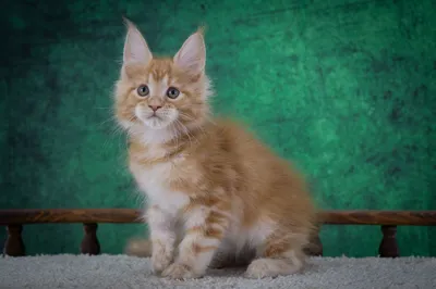 Котенок мейн-кун