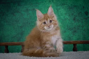 Котенок мейн-кун