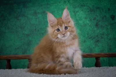 Котенок мейн-кун