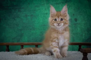 Котенок мейн-кун