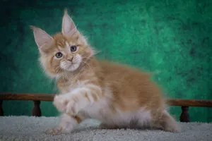 Котенок мейн-кун