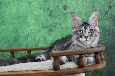 Котенок мейн-кун