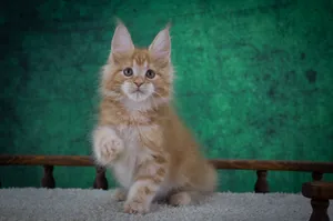 Котенок мейн-кун