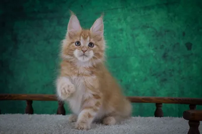 Котенок мейн-кун