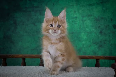 Котенок мейн-кун