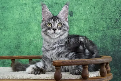 Котенок мейн-кун