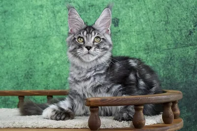 Котенок мейн-кун
