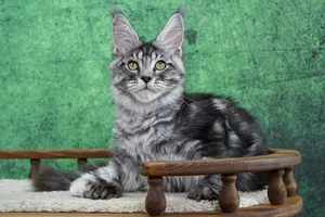 Котенок мейн-кун