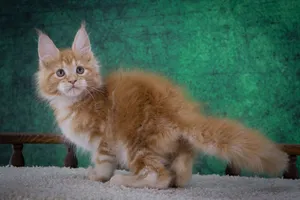 Котенок мейн-кун