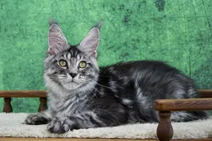 Котенок мейн-кун